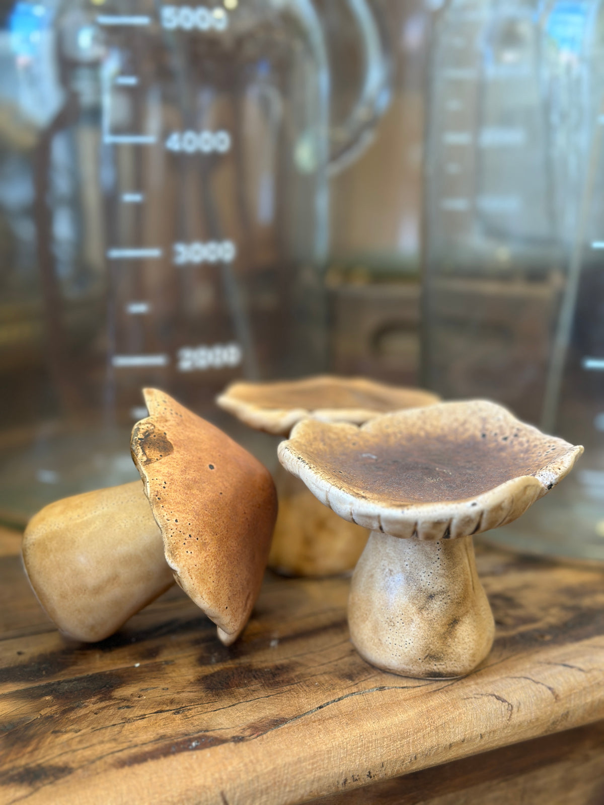 Pilz Set3