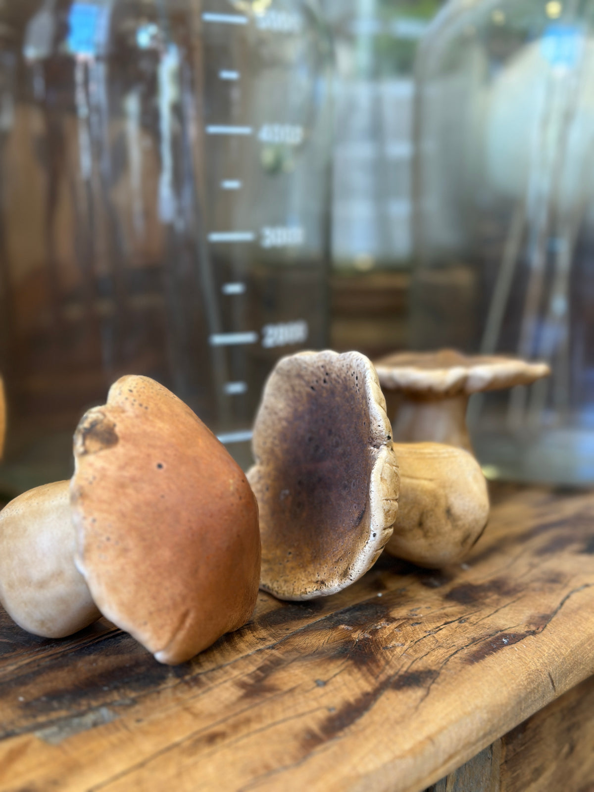 Pilz Set3