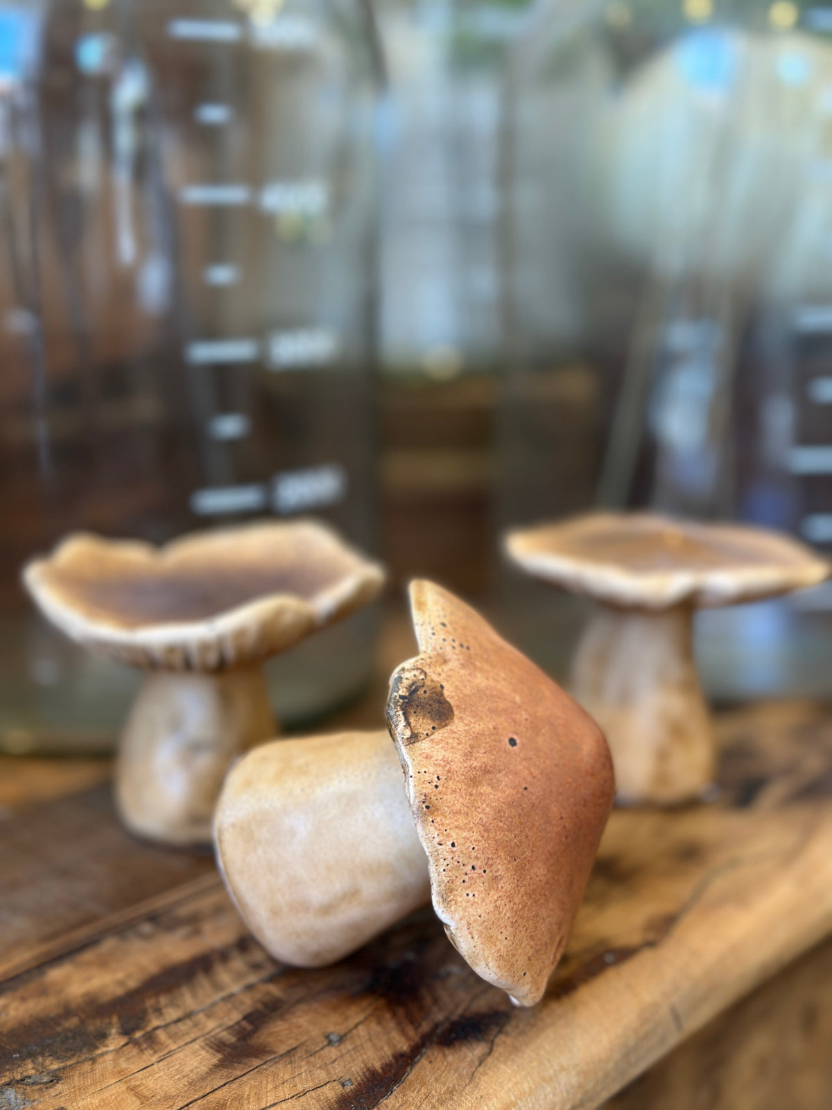Pilz Set3