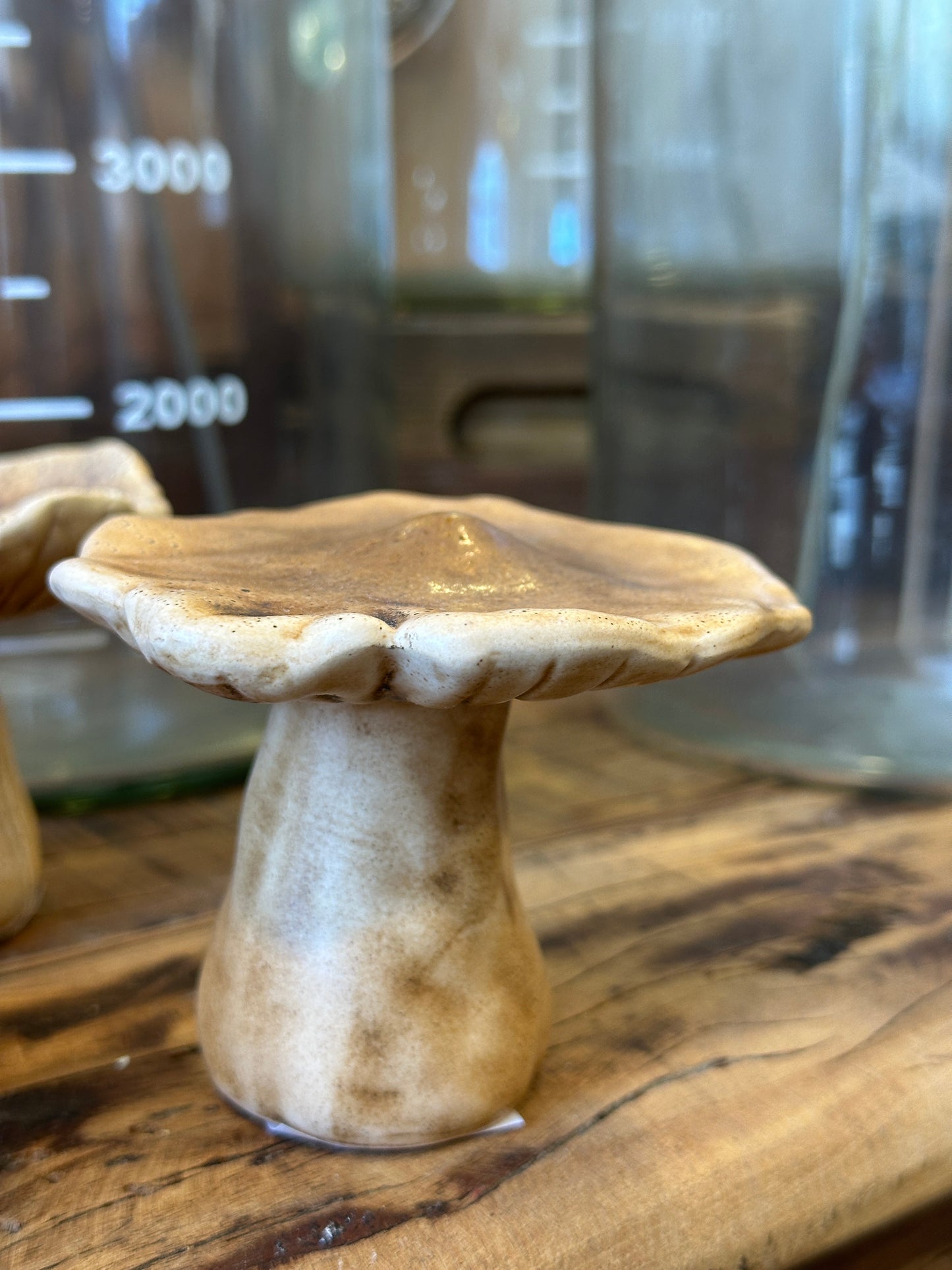Pilz Set3
