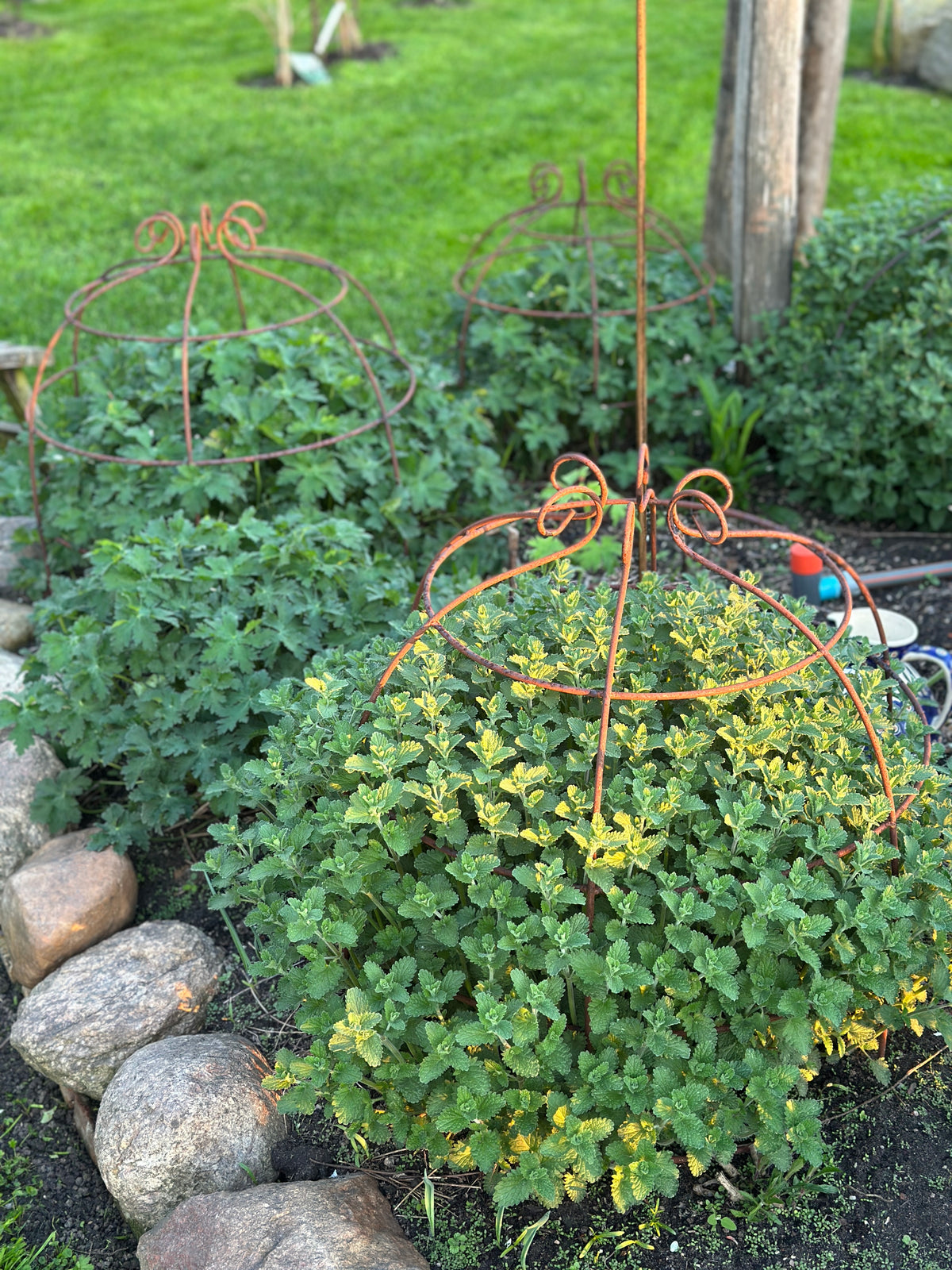 Blumenstütze/ Rankhilfe/ Rankturm Set 2 Stück. (zwei gleiche) Eisen echtrost H: 50cm D: 40cm