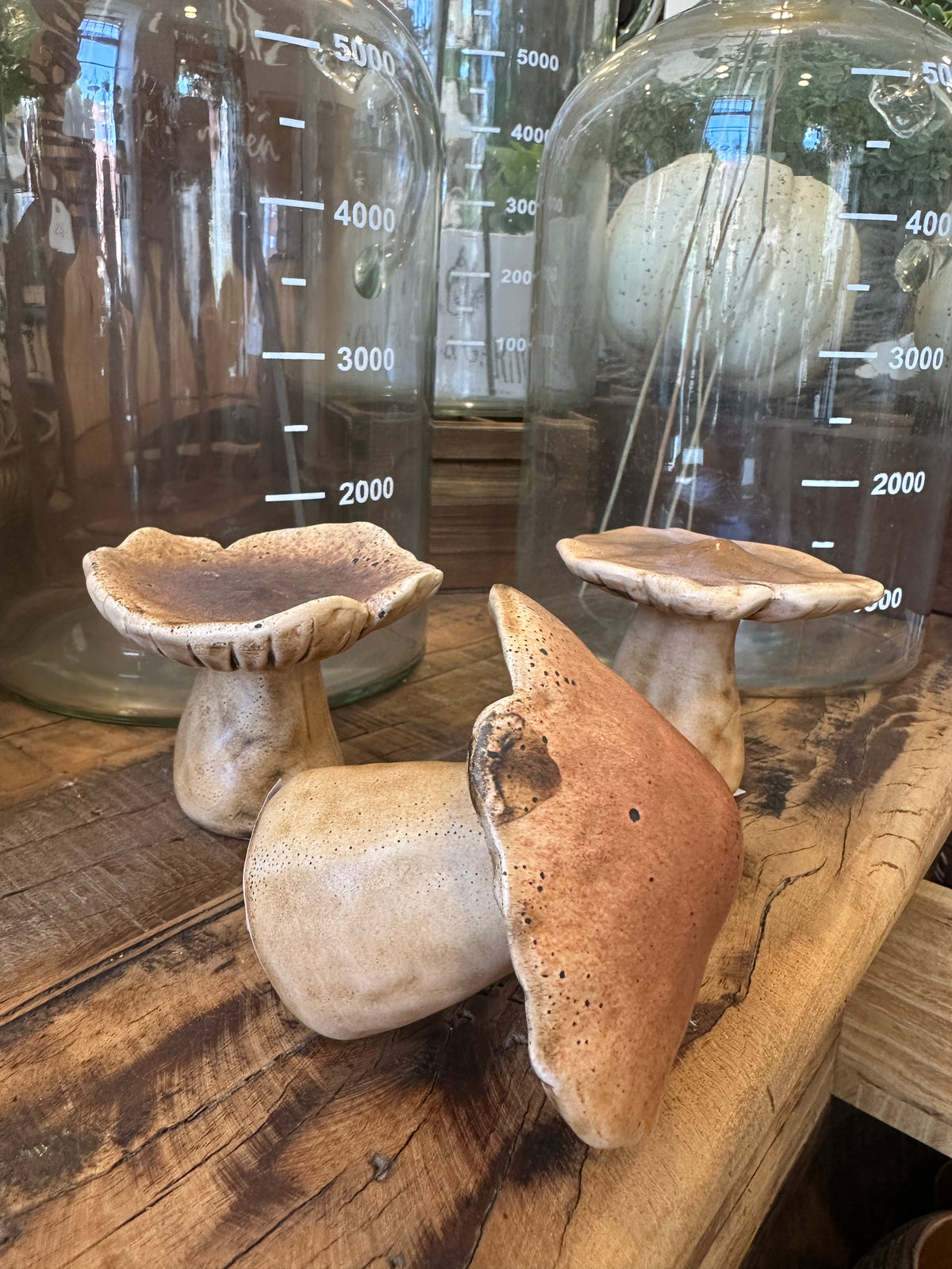 Pilz Set3