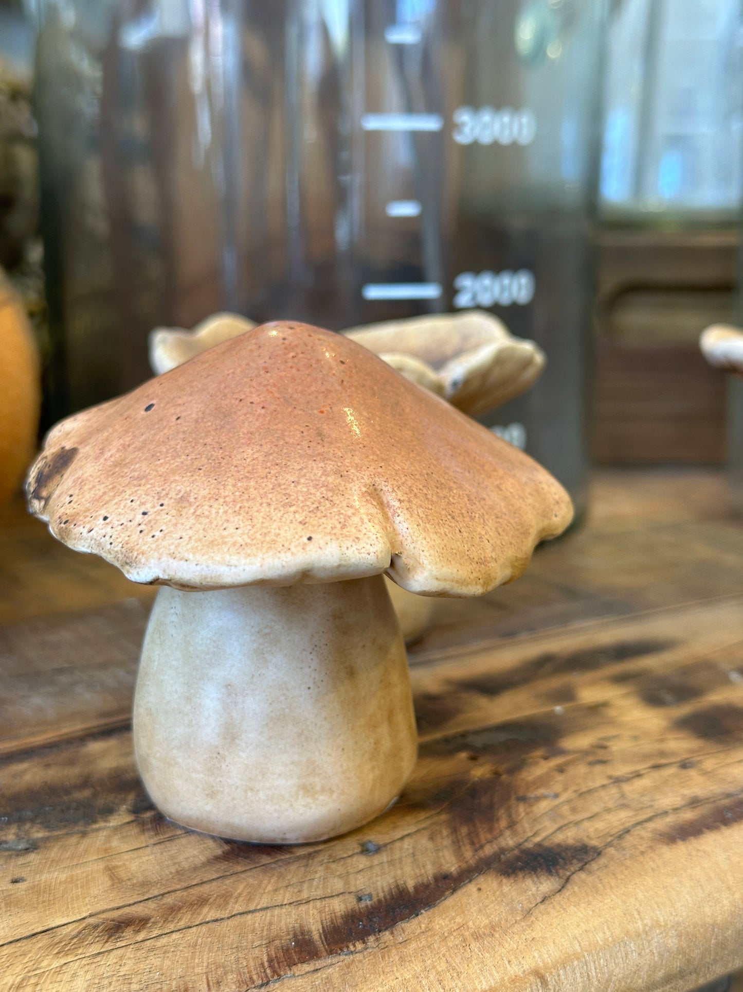 Pilz Set3