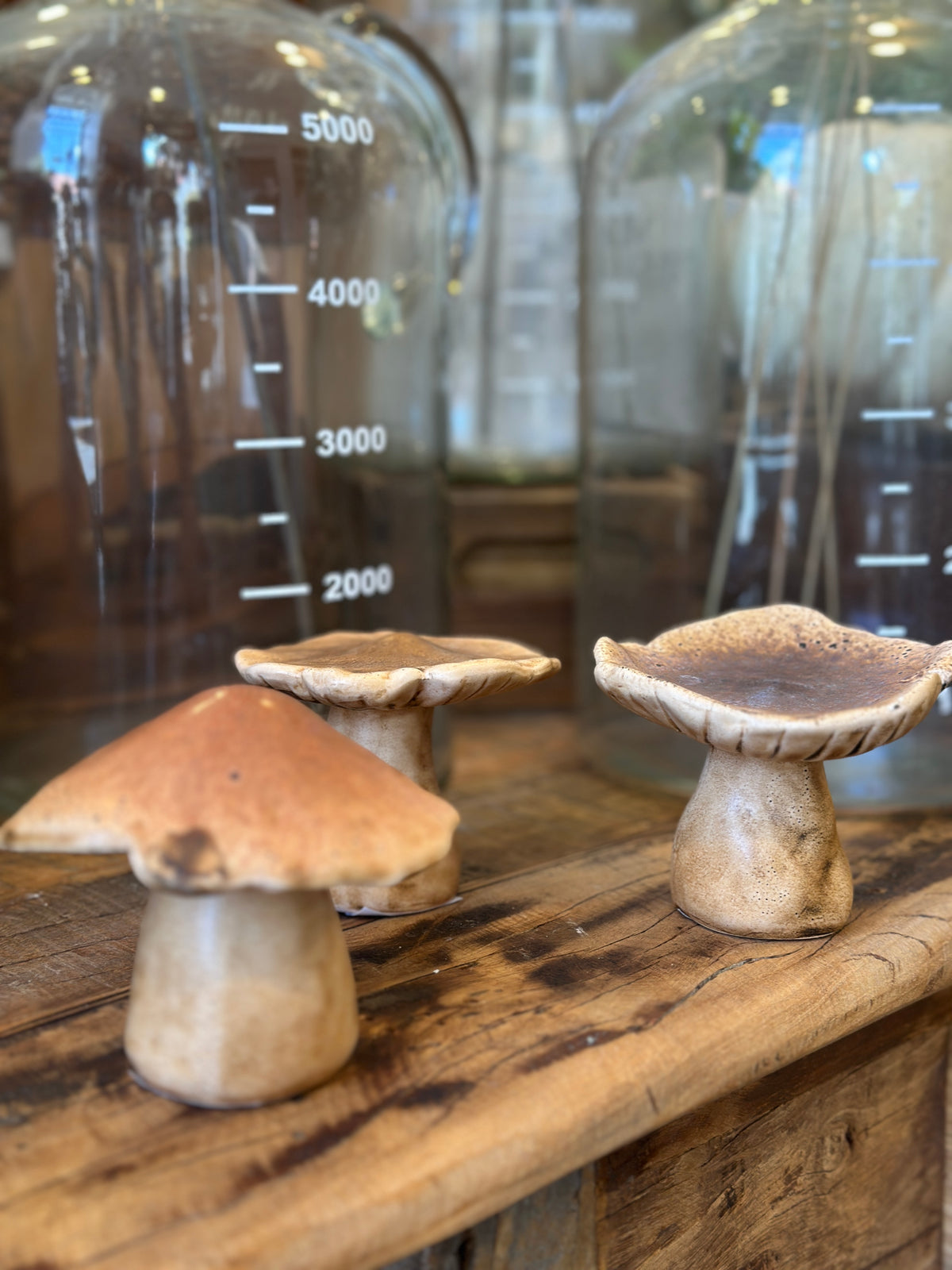 Pilz Set3