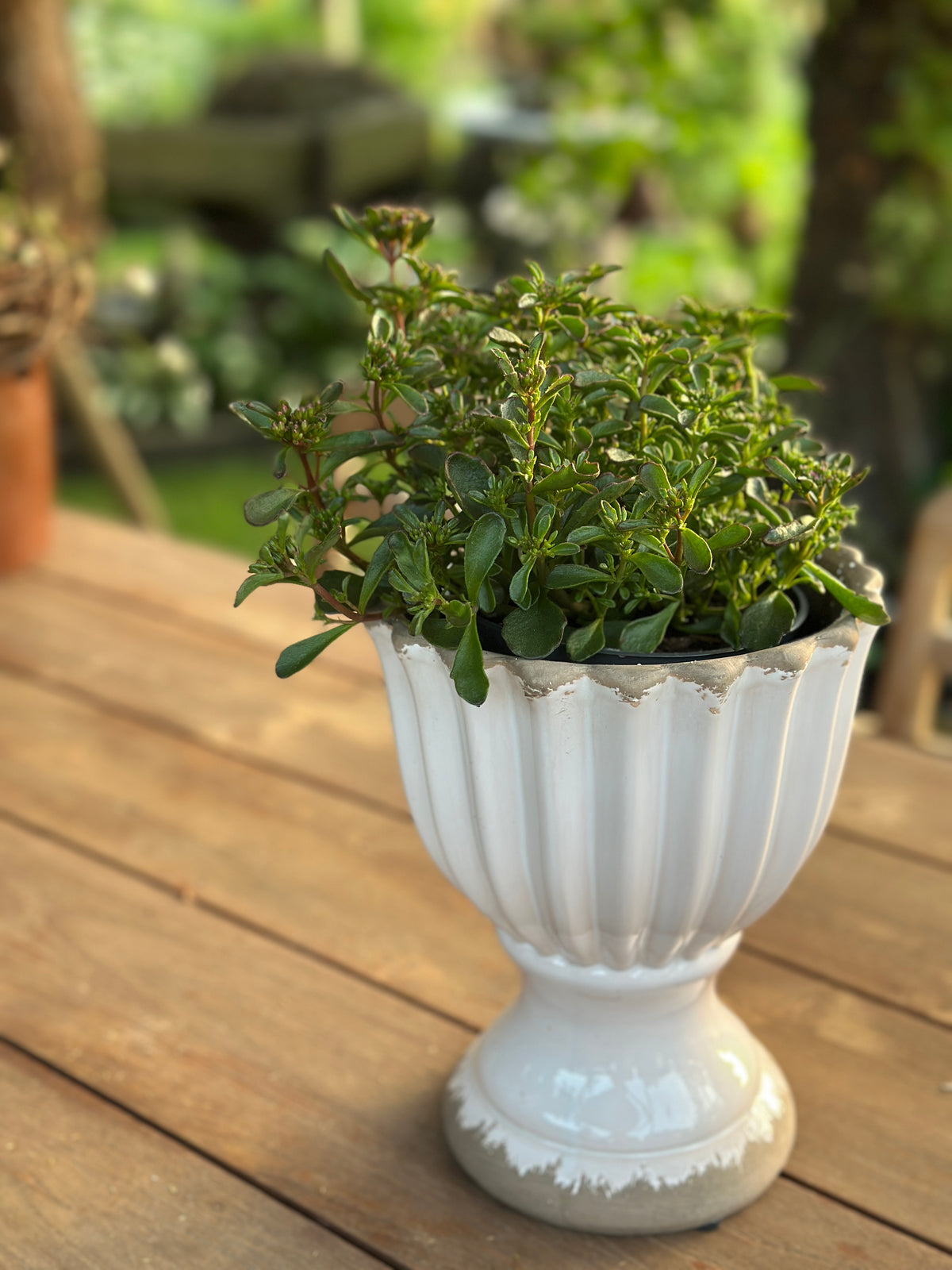 Blumentopf Shabby
